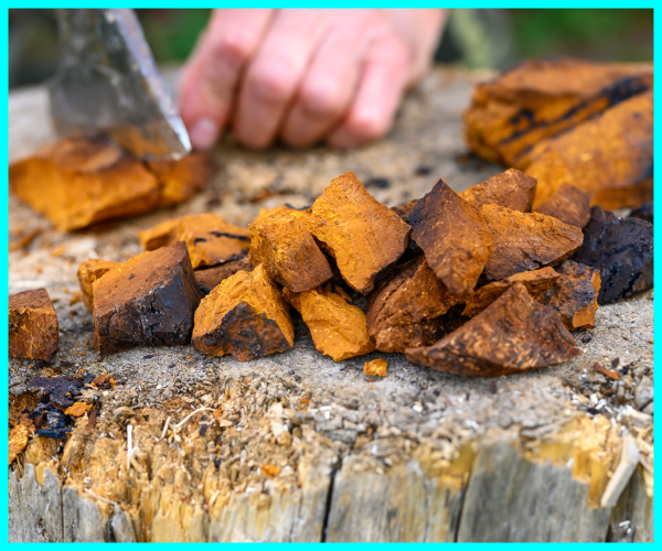 Chaga: "The King of Mushrooms" and Its Powerful Wellness Benefits