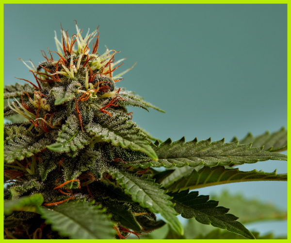 Indica vs. Sativa vs. Hybrid:  What’s the Difference Between  Cannabis Strains?